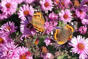 A close up of bright pink asters with butterflies feeding, pictured in bright sunshine in the late summer garden, on a soft focus background.