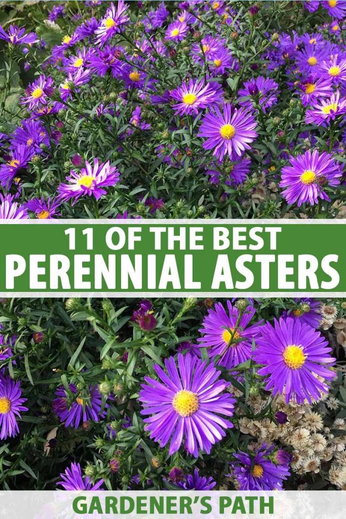 11 Of The Best Perennial Asters For Late Summer Color Gardener S Path