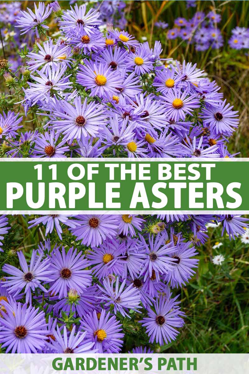 11 Of The Best Purple Asters Gardener S Path
