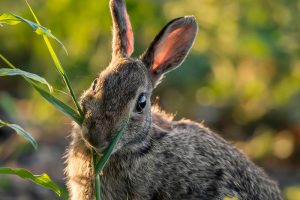 13 Flowering Plants Rabbits Will Leave Alone
