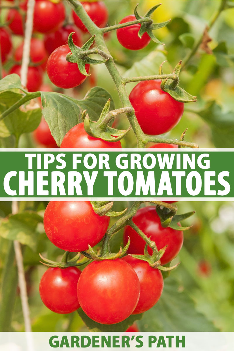 Cómo cuidar la planta de tomate uva