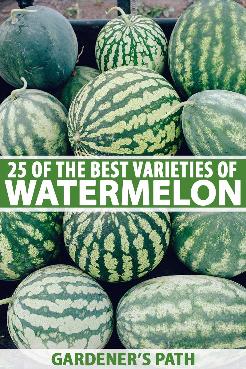 A close up vertical picture of a pile of freshly harvested watermelons of various shapes and sizes, set in a plastic box. To the center and bottom of the frame is green and white text.