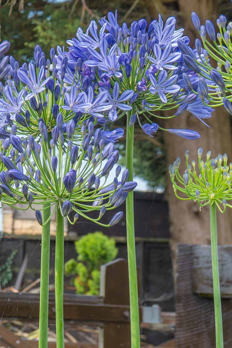 A close up vertical picture of a bright blue agapanthus flowers in full bloom outside a wooden house in soft focus in the background.