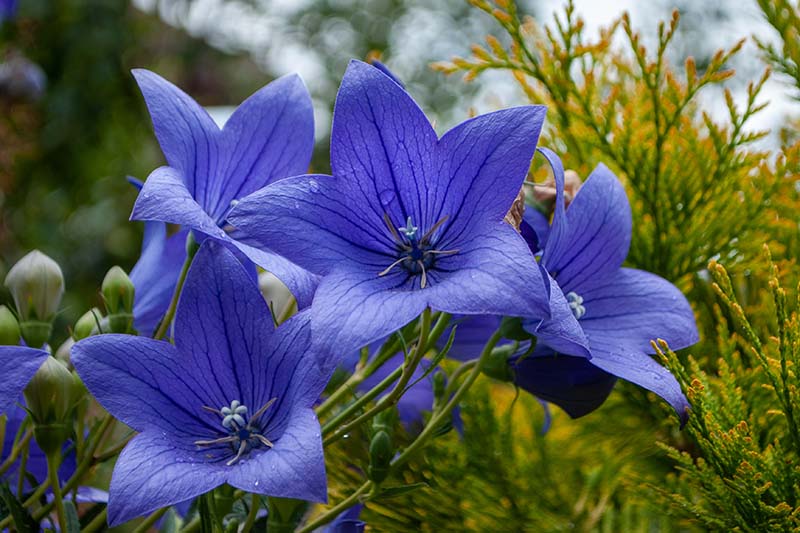 A close up of bright blue, veined blossoms of perennial Platycodon grandiflorus growing in the garden, pictured on a soft focus background.