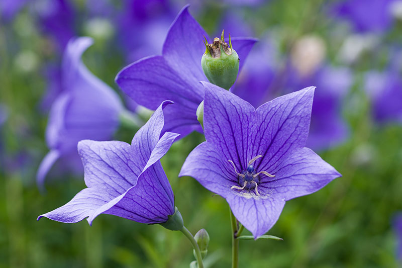 A close up of little blue balloon flowers growing in the garden, on a soft focus background.