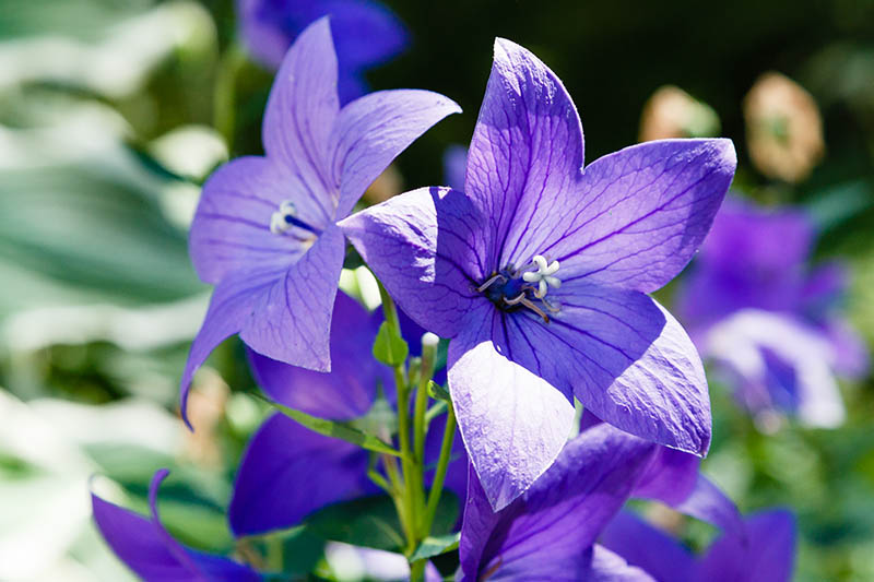 A close up of bright blue Platycodon grandiflorus flowers pictured in bright sunshine on a soft focus background.
