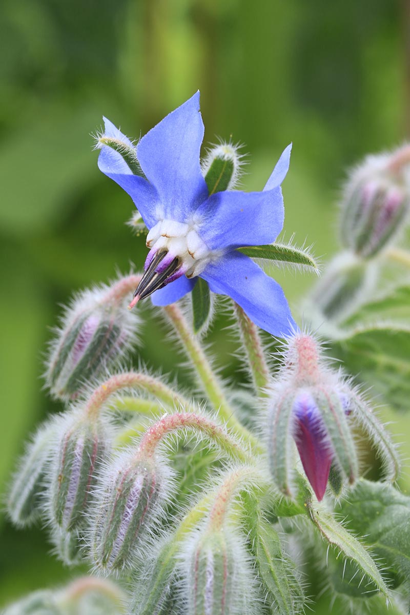 A vertical close up picture of a small blue Borago officinalis flower with furry, unopened buds in soft focus on a green background.