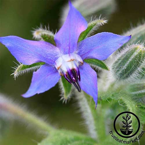 A close up of a blue Borago officinalis flower growing in the garden. To the bottom right of the frame is a black circular logo with text.