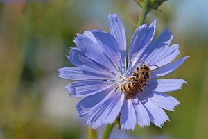 How to Grow Chicory (Cichorium intybus) | Gardener’s Path