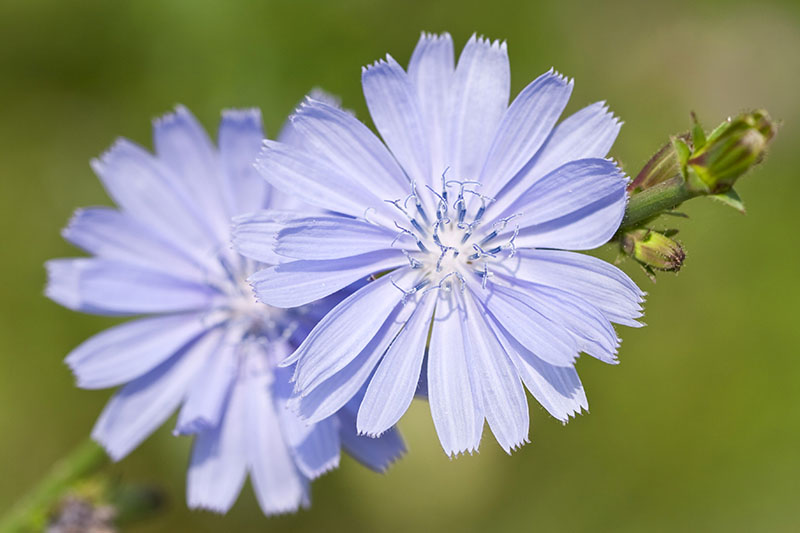 A close up of light blue Cichorium intybus flowers pictured on a soft focus background.