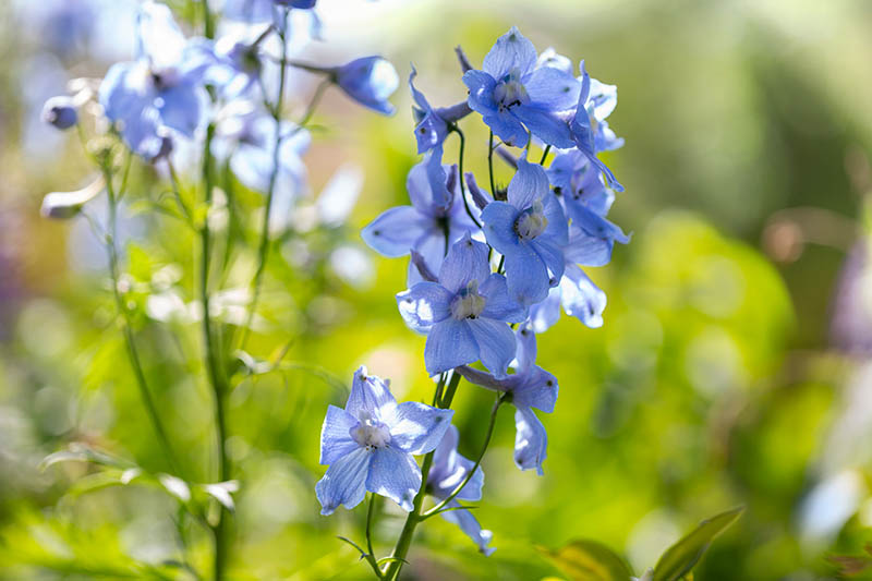 A close up of a light blue flower pictured in bright sunshine on a soft focus background.