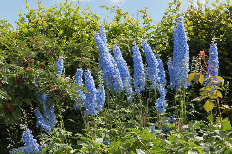 Light blue delphiniums flowering in the summer garden with a hedge, blue sky, and foliage in the background.