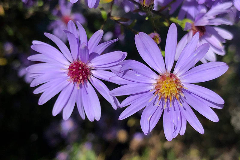 A close up of two bright purple Symphyotrichum cordifolium flowers pictured in bright sunshine on a dark soft focus background.