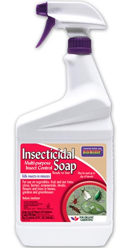 Gros plan sur l'emballage du savon insecticide Bonide pour traiter les plantes infestées de parasites.