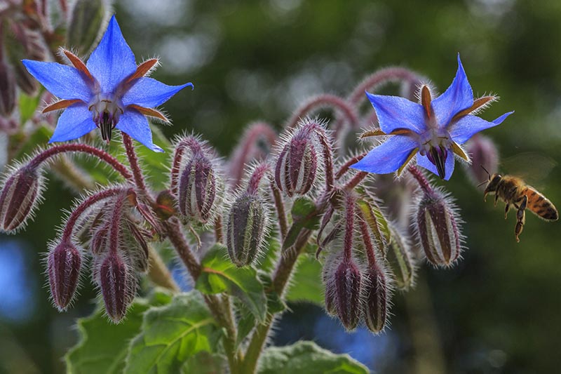 A close up of a bee landing on a bright blue, star-shaped borage flower, with unopened buds below, pictured on a soft focus background.