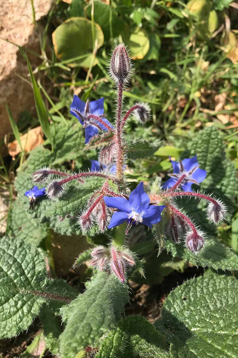A vertical picture of a small Borago officinalis plant with star-shaped blue flowers growing in the sunshine in the summer garden.