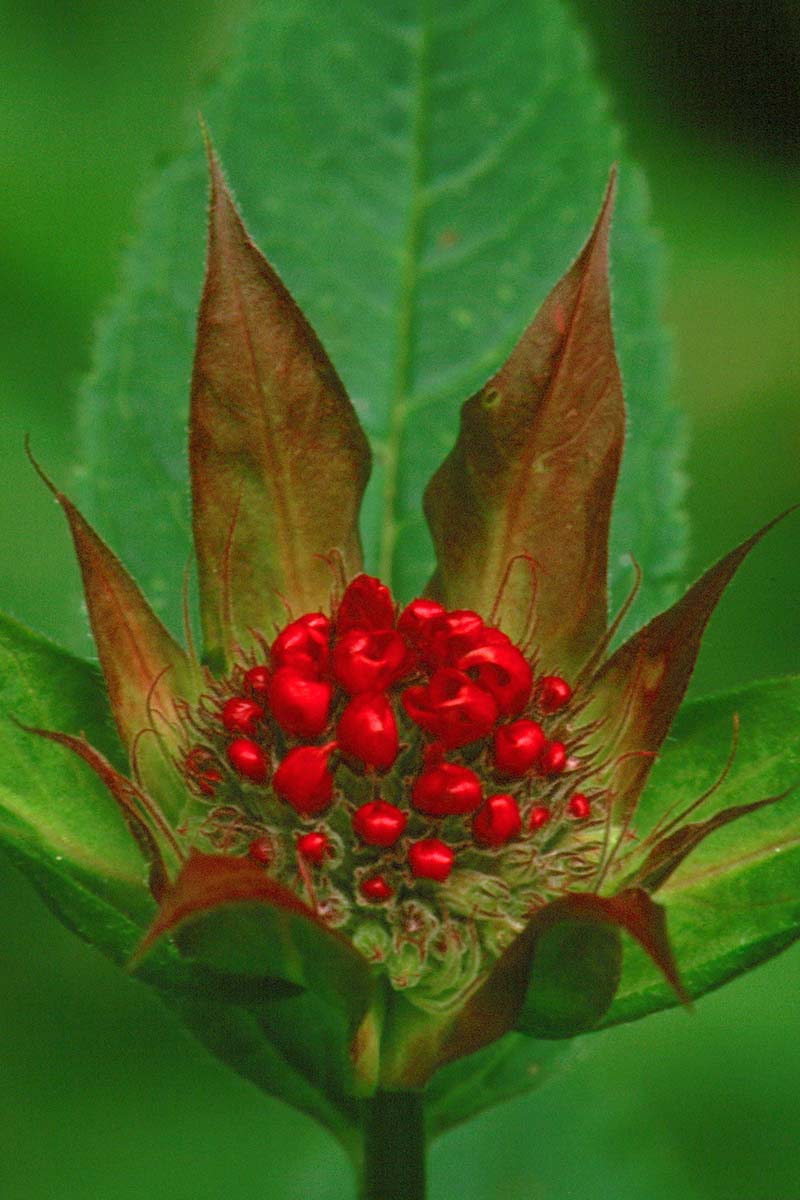 A vertical close up picture of the bud of a Monarda flower with small red petals developing, pictured on a green soft focus background.