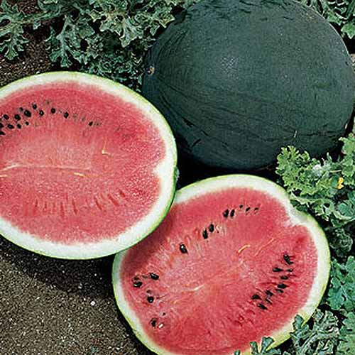 >4 super Types< 40 Sam Water melons melons Mix Super Sweet and Aromatic 