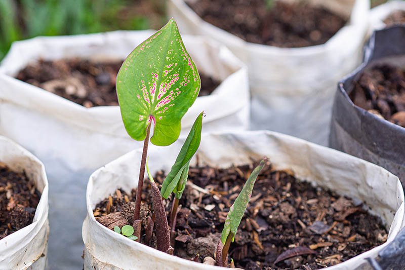 A close up horizontal image of a small caladium plant with only three leaves growing in a white plastic bag in rich soil.
