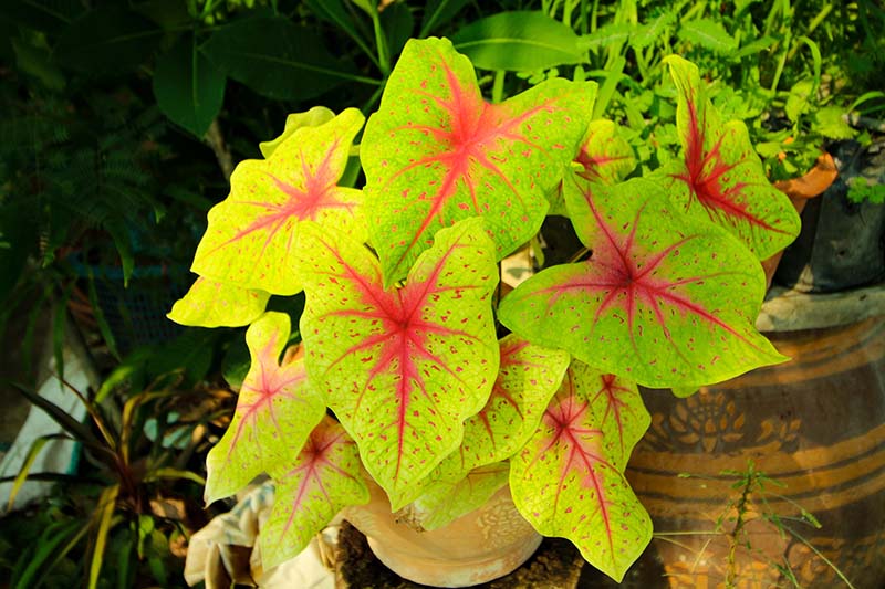 A close up horizontal image of a pink and green caladium growing in a terra cotta pot, pictured in filtered sunshine with pots and foliage in soft focus in the background.