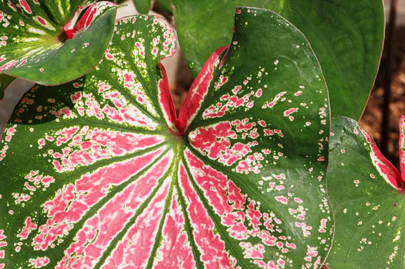 A close up of a pink, white, and green leaf showing the detailed variegation, pictured on a soft focus background.