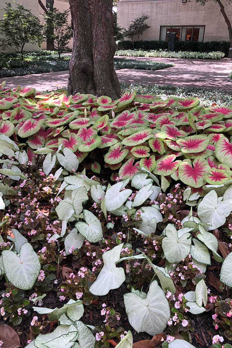 A vertical image of different caladiums growing in the garden, under a tree, with a house in soft focus in the background.
