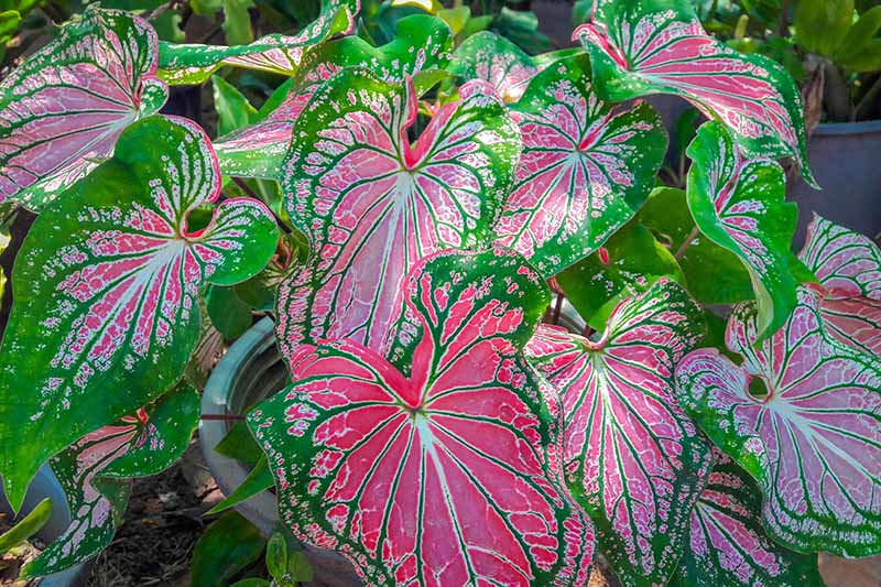 A close up horizontal image of green, pink, and white tricolor leaves of a caladium growing in a container, pictured in light filtered sunshine.