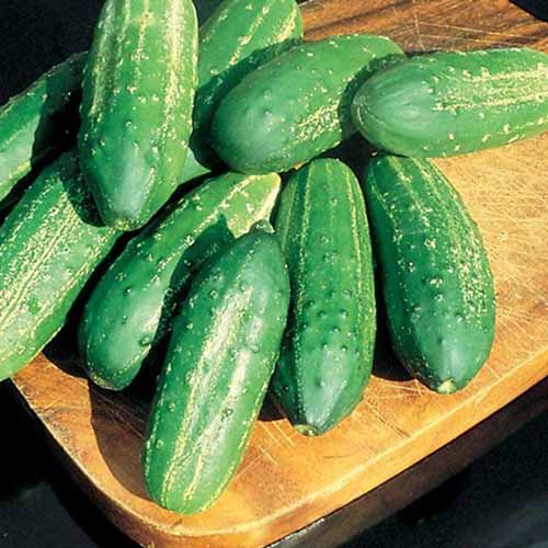 70 Seed Cucumber grows fast large lon straight dark green. 