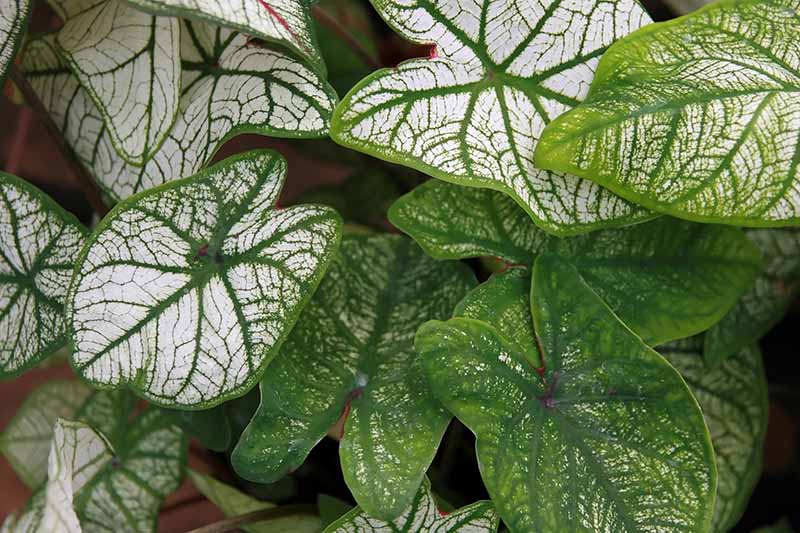 A horizontal close up image of C. x hortulanum 'Junior Fancy-Leaf' with white and green leaves pictured on a soft focus background.