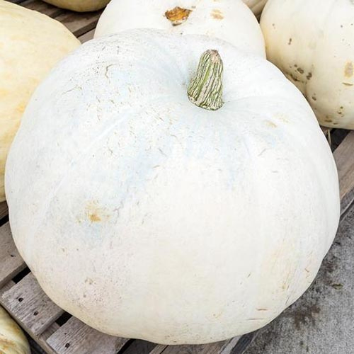 A close up of a white skinned 'Casper' pumpkin, set on a wooden surface.