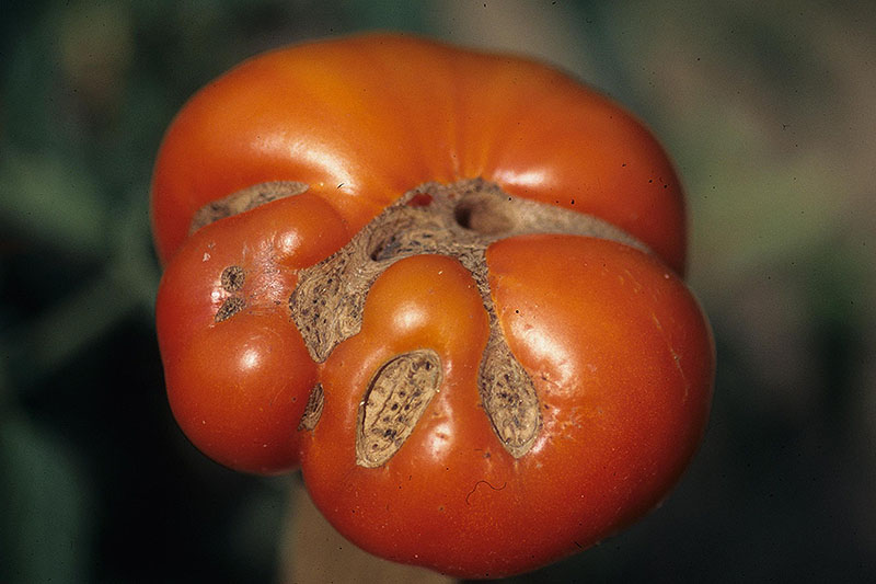 A close up of a red fruit with a deformity that has caused scarring on the bottom side, pictured on a soft focus background.