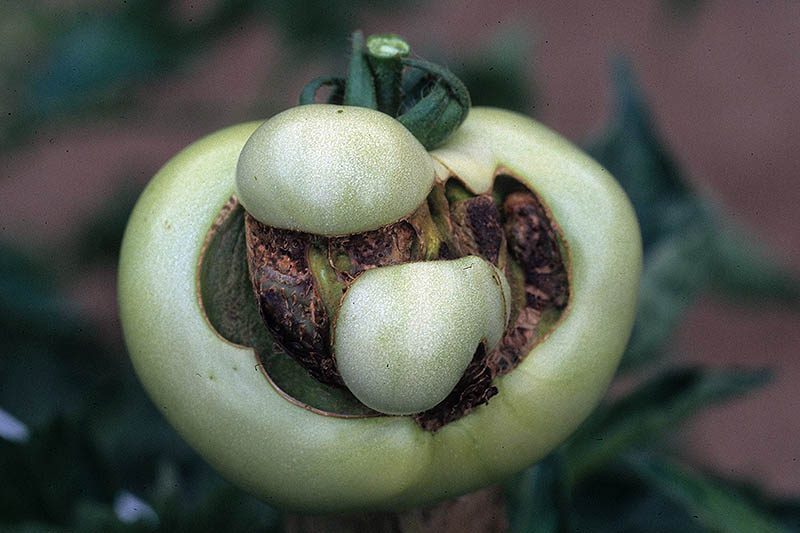 A close up of an unripe, green fruit suffering from a condition that causes deformity, pictured on a soft focus background.