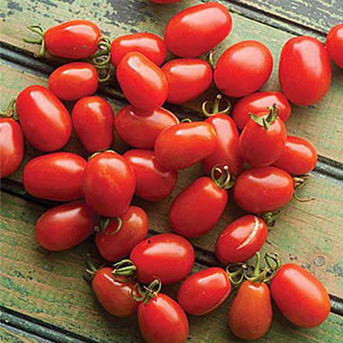 A close up of freshly harvested cherry tomatoes scattered on a wooden surface.