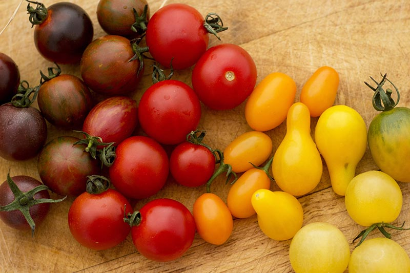 A close up of a variety of cherry tomatoes, on a background of a wooden surface.