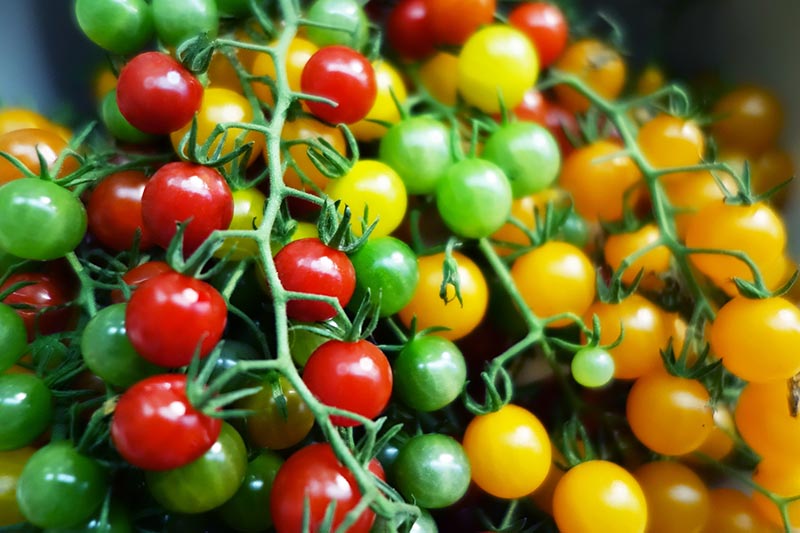 A close up of a variety of different colored cherry tomatoes, freshly harvested. There are red, green, and yellow fruits, pictured on a soft focus background.