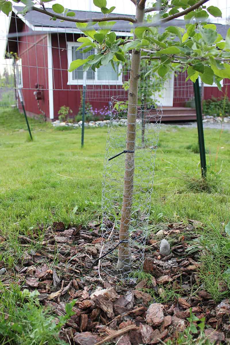 A close up of a small tree surrounded by chicken wire to prevent damage from moose, with a red house in soft focus in the background.