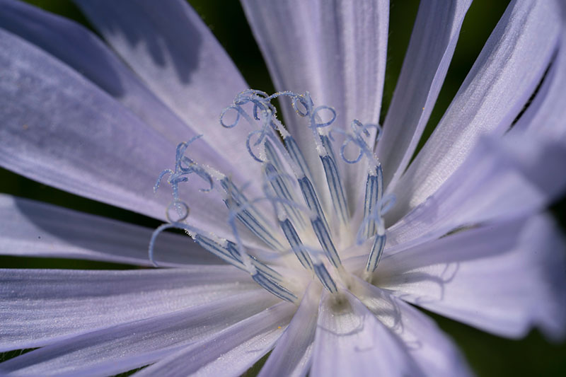 A close up of the inside of a blue Cichorium intybus flower on a dark background.