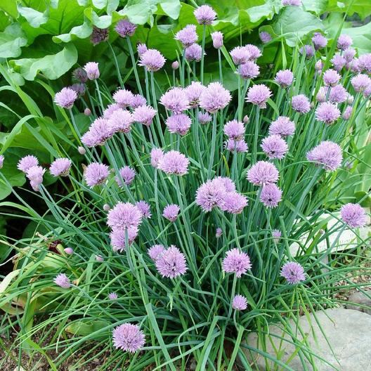 A close up of a clump of Allium schoenoprasum growing in a garden border with bright green stalks and light purple flowers.