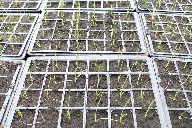 A close up of flats with tiny Allium schoenoprasum seedlings just starting to sprout.