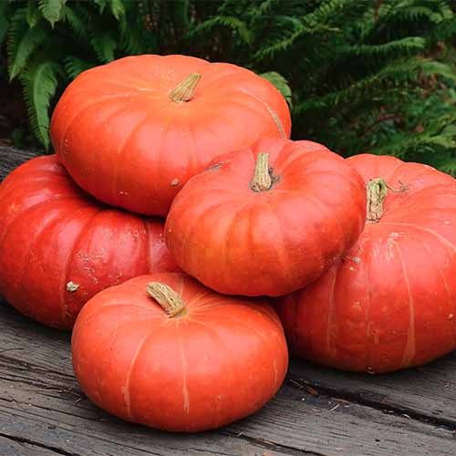 A close up of a pile of 'Cinderella' pumpkins, with bright orange flesh, set on a wooden surface with foliage in soft focus in the background.