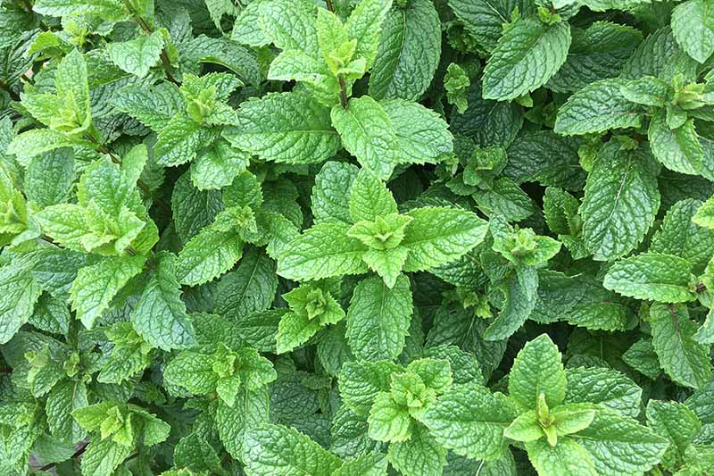 A close up top down picture of Mentha spicata, with bright green serrated leaves, growing in the garden.