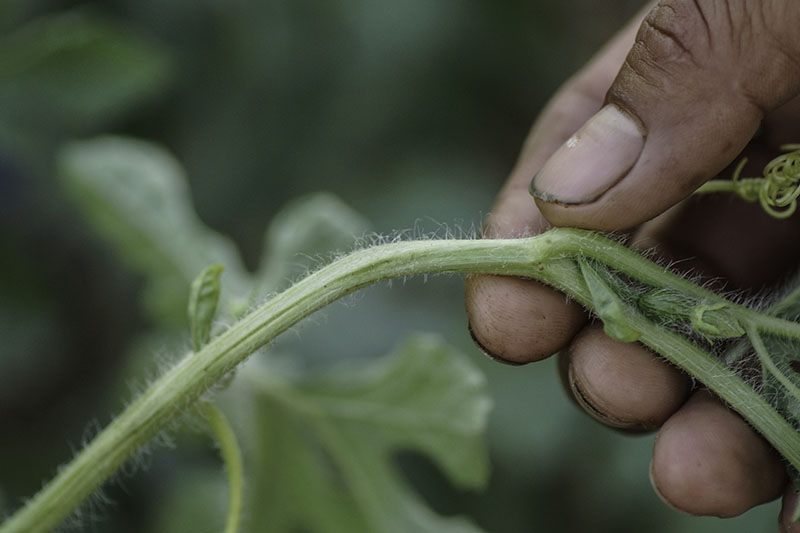 A close up of a hand from the right of the frame holding a light green vine and inspecting for insect damage, pictured on a soft focus background.