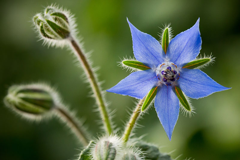 How To Grow And Care For Borage Plants Borago Officinalis How To Grow And Care For Borage Plants Borago Officinalis