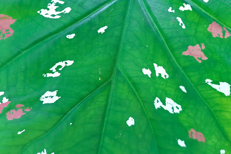 A close up of a green leaf with white and pink variegated areas.