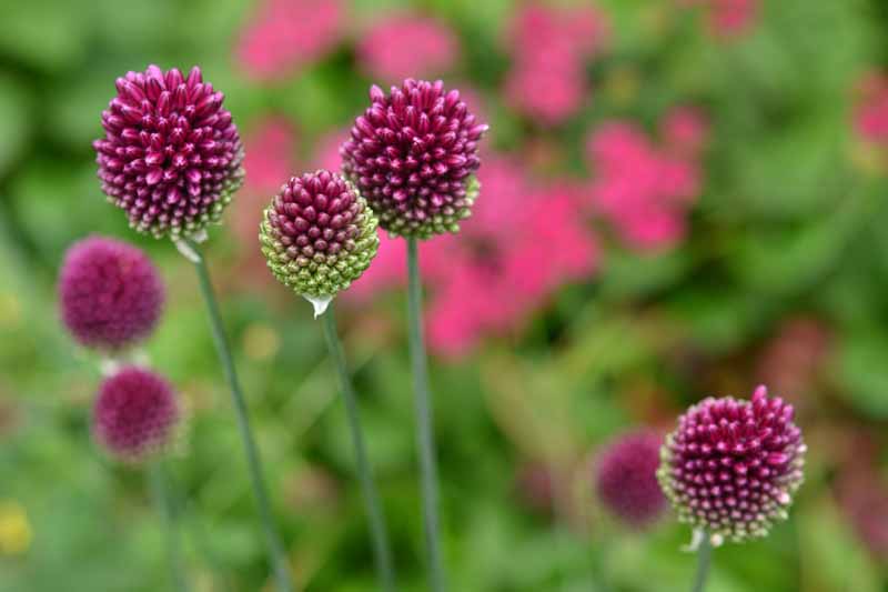 A close up of purple and green A. sphaerocephalon flower heads pictured on a soft focus background.