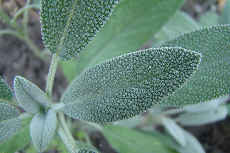 I close up of the blue-green, slightly fuzzy foliage of Salvia officinalis growing in the garden, pictured on a soft focus background.
