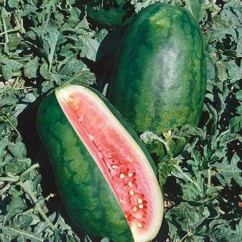 A close up, square image of a 'Congo' watermelon with a large section cut out of it to display the red flesh, contrasting with the dark green skin.