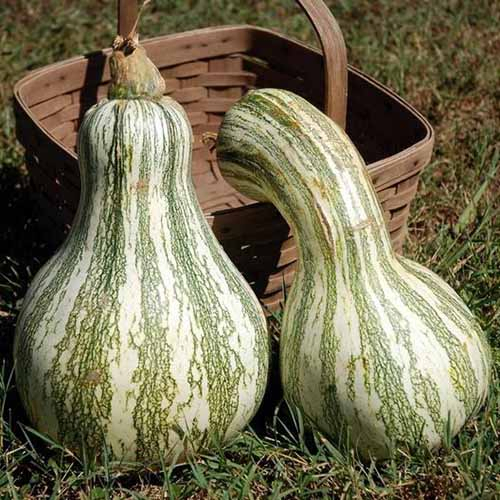 A close up of two 'Cushaw Green Striped' squash with large bulbous base and slim necks set on the ground with a wicker basket in the background.