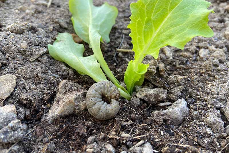 A close up of a small seedling with a cutworm at the base, surrounded by soil.