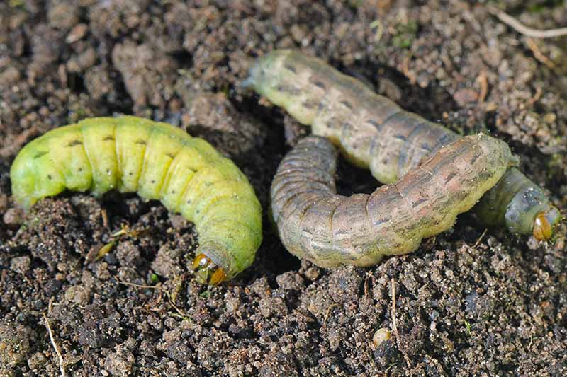 A close up of cutworms, a common garden pest, pictured on the surface of the soil.